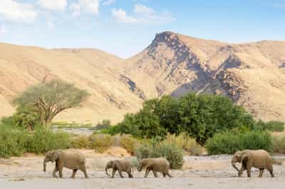 Track Damaraland's rare desert adapted elephants