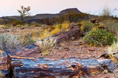 Visit the 260 million year old petrified forest