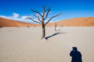 See the ancient trees of Dead Vlei in Sossusvlei