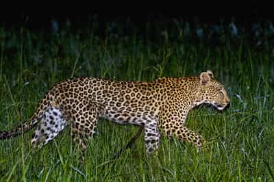 See nocturnal animals on a night drive in Kafue