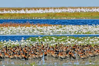 Go on a birding safari in Liuwa Plain
