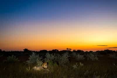 Go on a night game drive in Central Kalahari