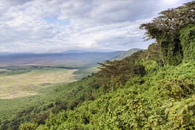 Explore the lush Ngorongoro Crater forests on foot
