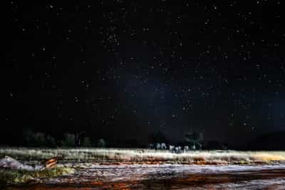 Spot wildlife on a night game drive in Hwange
