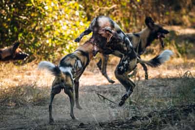 Follow wild dogs in the South Luangwa