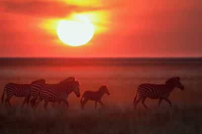 Walking safaris in Liuwa Plains