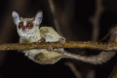 Night drives in Luambe National Park