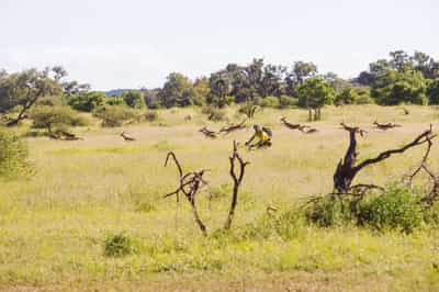 Mountain bike the old elephant paths in Tuli