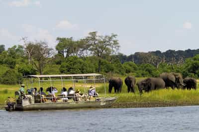 Gaze at wildlife from a boat safari on the Zambezi