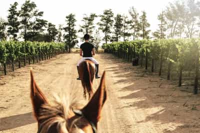 Explore the Franschhoek vineyards on horseback