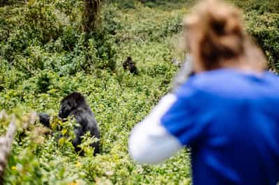 Spot mountain gorillas in Volcanoes National Park