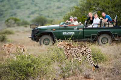 Track wildlife on a game drive in the Eastern Cape