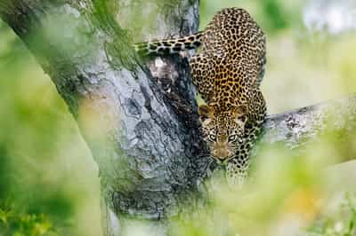 Search for the Krugers's elusive leopards