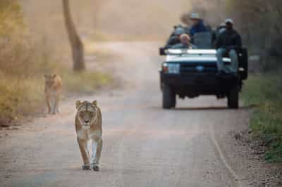 Track the Kruger's wildlife on a game drive