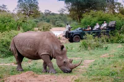 Spot black and white rhino in the Kruger