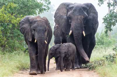Search for the famous Big Five in the Kruger