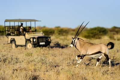 Track the Kalahari's wildlife on a game drive