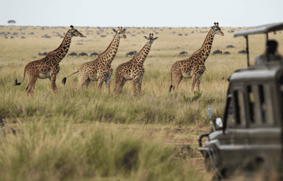 Track wildlife of the Serengeti on a game drive