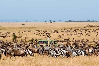 Follow the Wildebeest Migration in the Serengeti