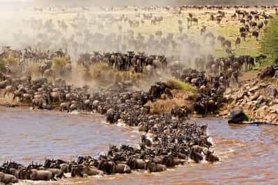 Witness the famous Great Migration in Masai Mara