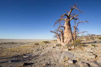Stand under the giant Baobabs of Kubu Island