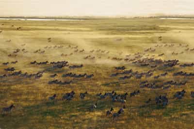 Follow the Zebra migration herds in Makgadikgadi