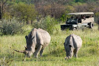Spot the Black and White Rhino in Etosha