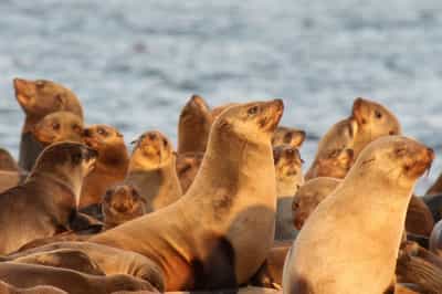 Witness thousands of seals at Skeleton Coast