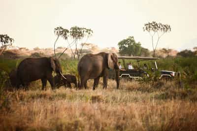 Track Samburu's wildlife on a game drive