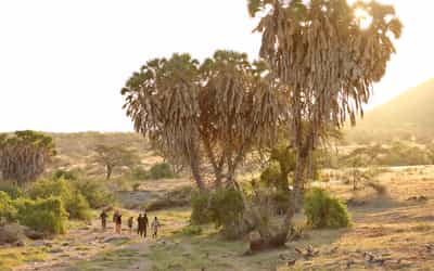 Spot wildlife on a Samburu bush walk