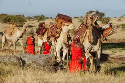 Go on a camel safari in Laikipia 
