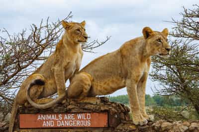 Go on a game drive in Nairobi National Park