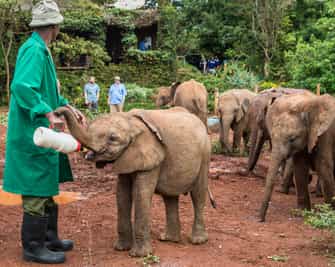 Visit the DSWT sanctuary for rescued elephants