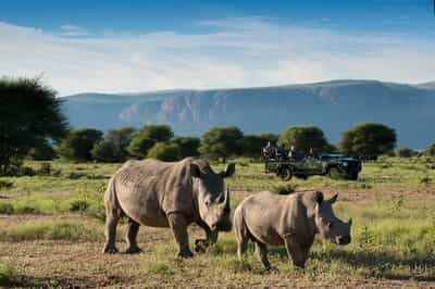 Track the Waterberg's wildlife on a game drive