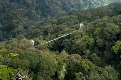 Explore Nyungwe Forest from treetop walkways