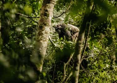 Spot Chimpanzees on a trek through Nyungwe Forest