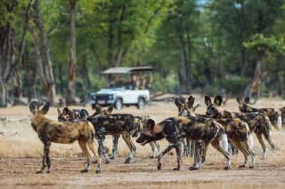 Track wildlife on a game drive in Mana Pools