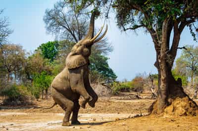Watch elephants reaching for the Ana trees