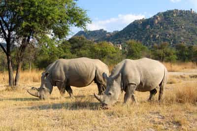 Track rhino on foot with an armed guide in Matobo