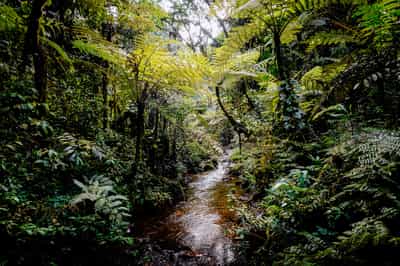 Explore flora and fauna on a Bwindi forest walk