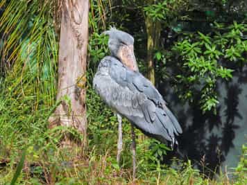 See rare Shoebill storks on a boat trip in Entebbe