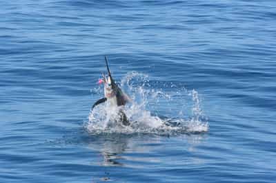 Go on a deep sea fishing trip in Vilanculos