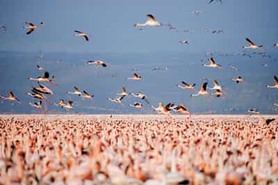 Spot spectacular birdlife in Lake Nakuru