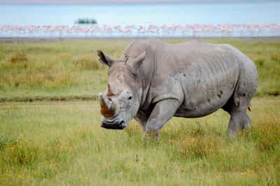 Spot the Black and White Rhino in Lake Nakuru