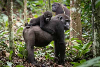 Spot Western Lowland Gorillas in Odzala-Kokoua