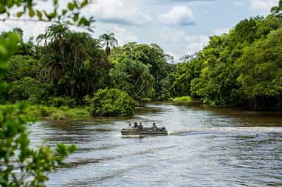 Cruise deep into the Congo jungle on a boat trip