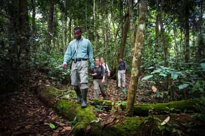 Explore Odzala's rainforests on a guided walk
