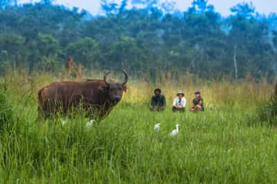 Search for wildlife on a bai walk in Odzala-Kokoua