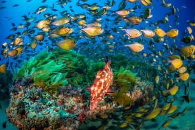 Snorkel in the azure waters of Ponta Do Ouro