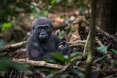 Spot Western Lowland Gorillas in Dzanga-Sangha
